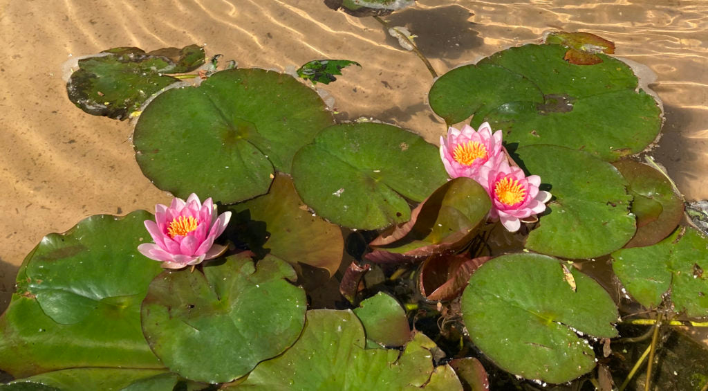 Water Lily Surprise